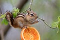 Chipmunk feeding on orange in tree Royalty Free Stock Photo