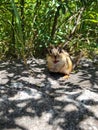 Chipmunk feeding at the park summer time Royalty Free Stock Photo