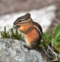 Chipmunk Feeding Royalty Free Stock Photo