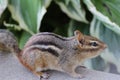 Chipmunk, female Royalty Free Stock Photo