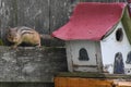 Chipmunk on Fence by Birdhouse