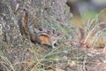 Chipmunk on a fir tree trunk. Royalty Free Stock Photo