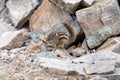 Chipmunk foraging on a rock crevice. Royalty Free Stock Photo