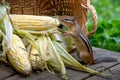 Chipmunk with fresh corn on the cob