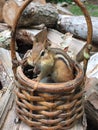 Chipmunk with full cheeks