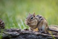 Chipmunk with fully stuffed cheeks in a woodland Fall seasonal scene