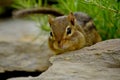 Chipmunk in the garden