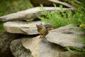 Chipmunk in the garden