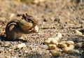 Chipmunk Gathering Peanuts