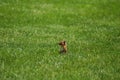 Chipmunk in grass