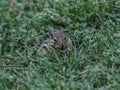 Chipmunk in the Grass with Cheeked Puffed