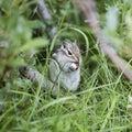 Chipmunk in the grass eats a nutlet Royalty Free Stock Photo