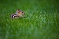 Chipmunk in Green Grass