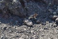 Chipmunk on the ground, on a terrain of solidified lava