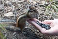 Chipmunk hand seeds feeding Royalty Free Stock Photo