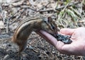 Chipmunk hand seeds feeding Royalty Free Stock Photo