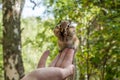 Chipmunk hand seeds feeding Royalty Free Stock Photo