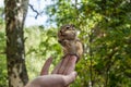 Chipmunk hand seeds feeding Royalty Free Stock Photo