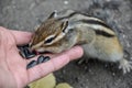 Chipmunk hand seeds feeding Royalty Free Stock Photo