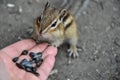 Chipmunk hand seeds feeding Royalty Free Stock Photo