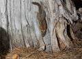 Chipmunk hanging upside down on the side of an old weathered stump Royalty Free Stock Photo