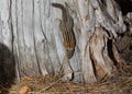 Chipmunk hanging upside down on the side of an old weathered stump