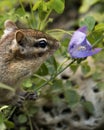 Chipmunk stock photos. Chipmunk head close-up profile side view smelling a wildflower. Image. lower.