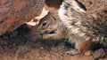 The chipmunk hid under a rock and eats a nut.