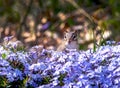 Chipmunk hiding in purple flowers