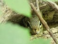 Chipmunk hiding in plain sight inside a fallen tree log camouflaged by green blurry leaves in the foreground