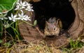 Chipmunk in his log home Royalty Free Stock Photo