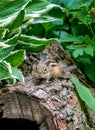 Chipmunk on his new log home Royalty Free Stock Photo