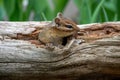 Chipmunk in a hollow log Royalty Free Stock Photo