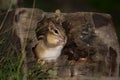 Chipmunk in a hollow log Royalty Free Stock Photo