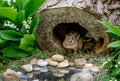 Chipmunk in a hollow log home Royalty Free Stock Photo