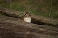 Chipmunk in hollow log Royalty Free Stock Photo