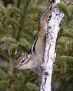 Chipmunk Image and Photo. On a the birch tree displaying brown fur, body, head, eye, nose, ears, paws, in its environment and