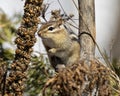 Chipmunk Image and Photo. Sitting on foliage and displaying brown fur, body, head, eye, nose, ears, paws, in its environment and