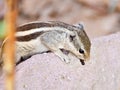 Chipmunk Indian Squirrel