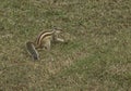 Chipmunk on its own on a firld of green grass