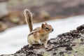 Chipmunk at Lake Oesa