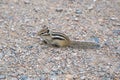 Chipmunk in landscape park Stolby, near Krasnoyarsk