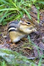 Chipmunk