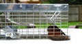 Chipmunk in live trap is frequent detainee