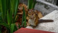 A Chipmunk look tentatively at camera