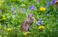 Chipmunk looks into the camera