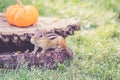 Chipmunk looks for seeds and nuts on log stump with pumpkin on top