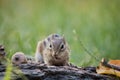 Chipmunk looks straight ahead in a woodland autumn scene