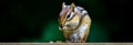 Chipmunk at lunchtime Royalty Free Stock Photo