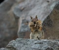 Chipmunk With Mouth Stuffed With Grasses Looks At Camera Royalty Free Stock Photo